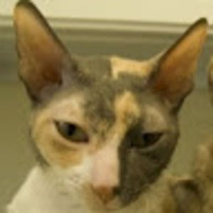 Meet your Posher, Carma